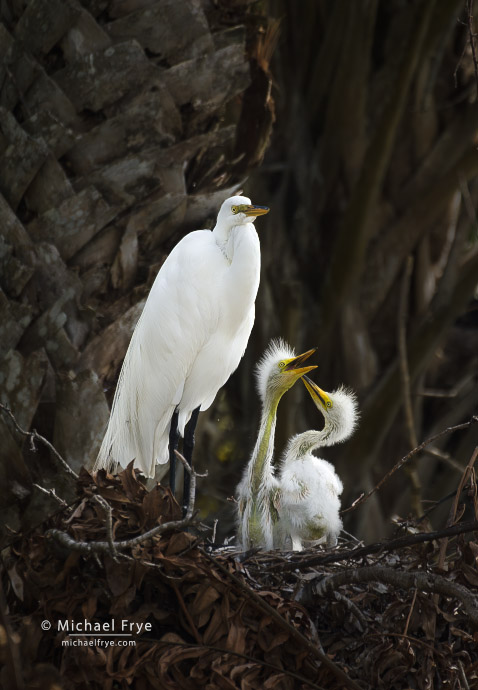 Great egret adult and nestlings, Florida, USA