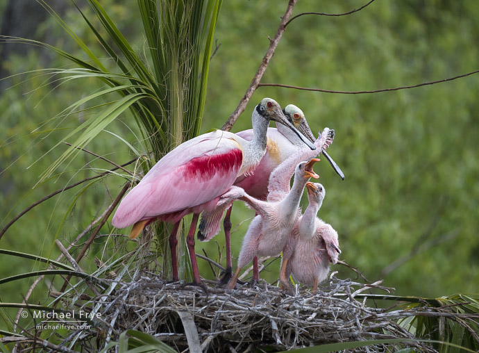 Roseate spoonbill nest with adults and nestlings, or "teaspoons," Florida, USA