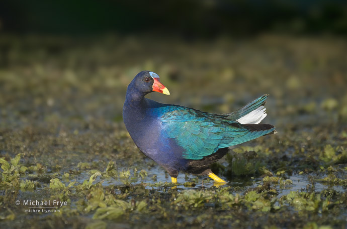 Purple gallinule, Florida, USA