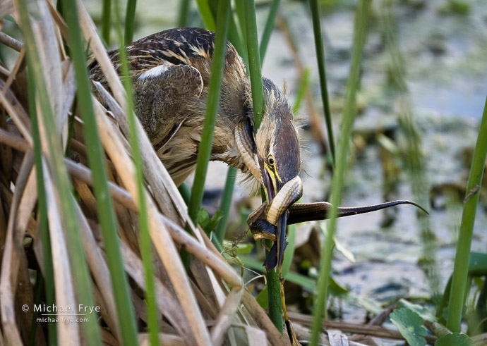 American bittern with a snake in a Florida marsh, USA