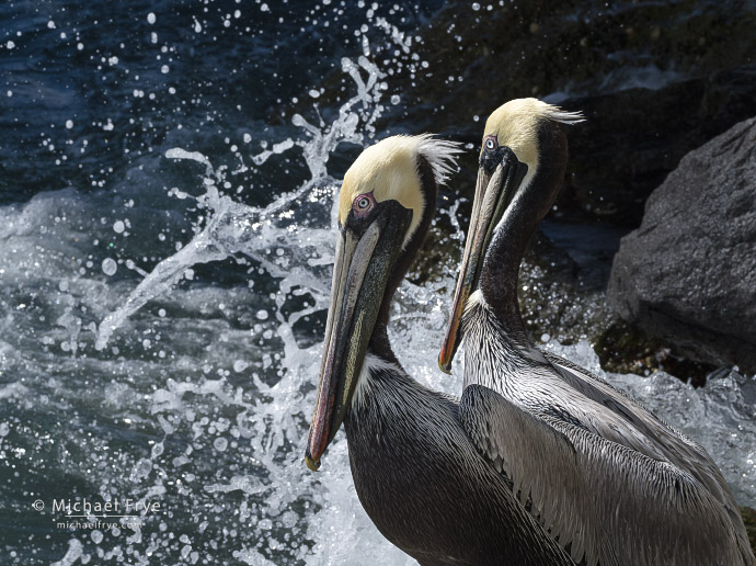 Brown pelicans roosting on rocks next to the Atlantic Ocean, Florida, USA