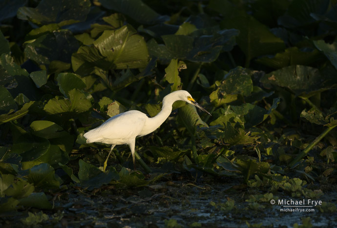 Snowy egret hunting through pond lilies in a Florida marsh, USA
