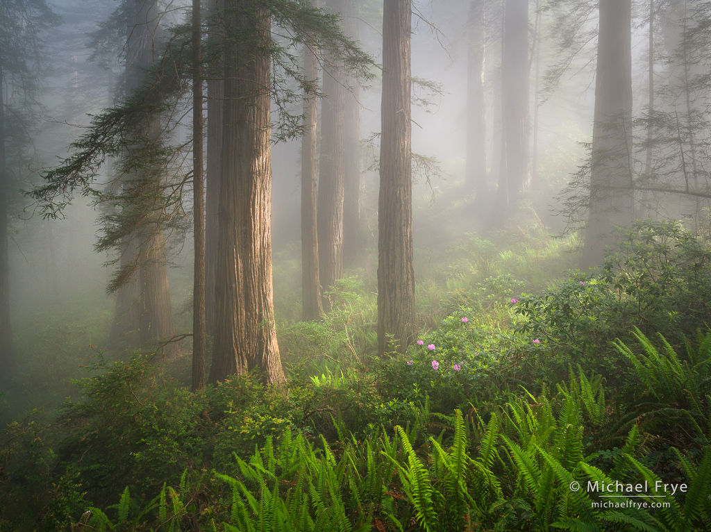 Redwoods, ferns, and rhododendrons, northern California coast, USA