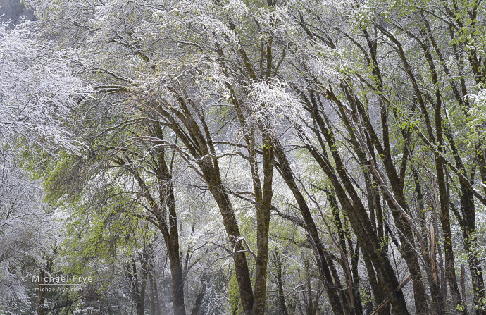 Oaks after a spring snowstorm, Yosemite NP, CA, USA