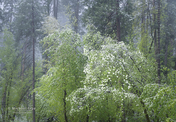 Dogwoods and pines with a dusting of snow, Yosemite NP, CA, USA