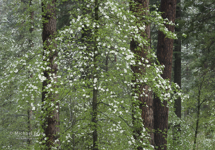 Dogwoods and pines, Yosemite NP, CA, USA