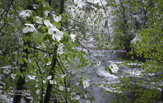 Dogwoods along the Merced River after a spring snowfall, Yosemite NP, CA, USA