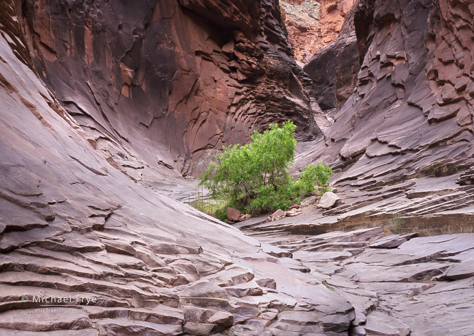 Willow and sculpted sandstone, Grand Canyon NP, AZ, USA