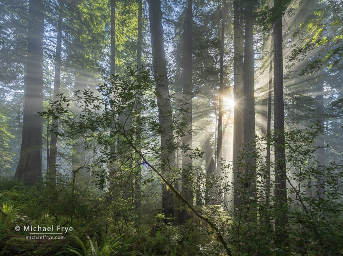 Sunbeams in a redwood forest, northern California, USA
