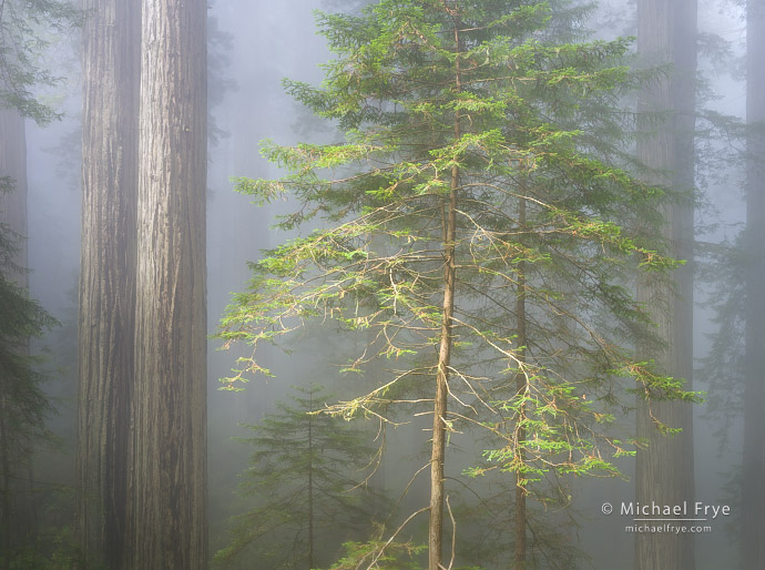 Young and old redwoods, northern California, USA