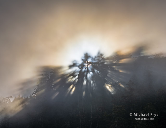 Redwoods with sunbeams and corona, Redwood NP, CA, USA