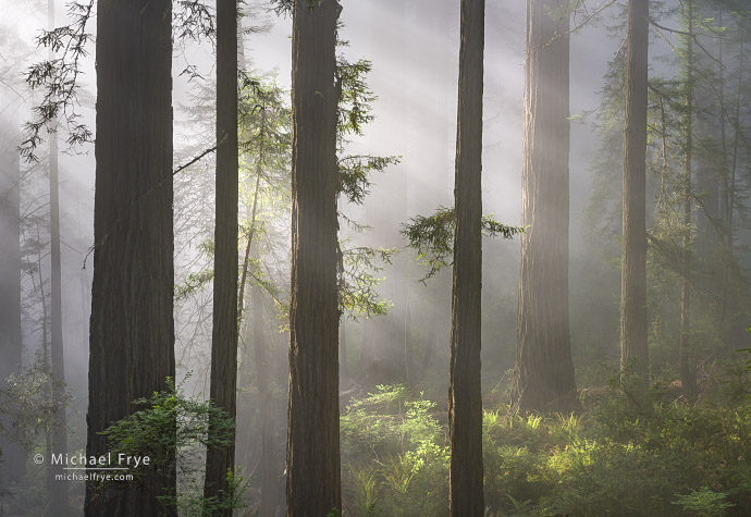 Sun breaking through fog in a redwood forest, northern California, USA