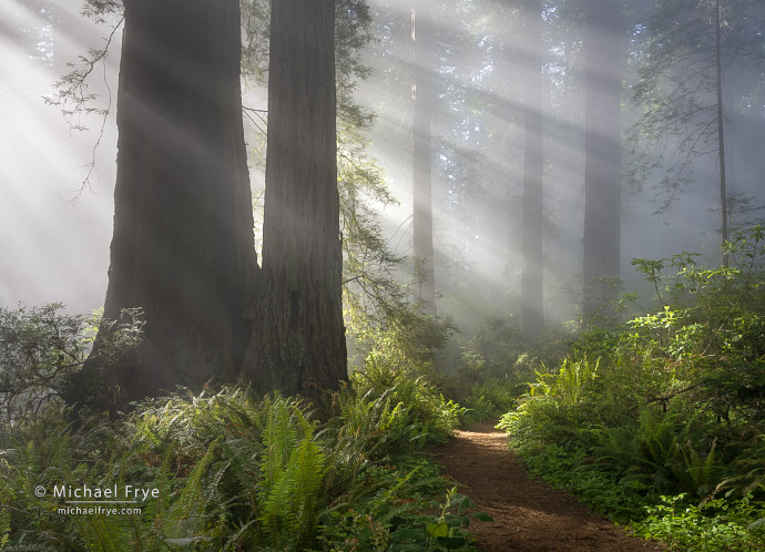Trail through a redwood forest, northern California, USA