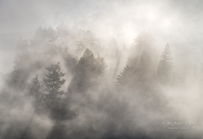 Trees and sunbeams, northern California, USA