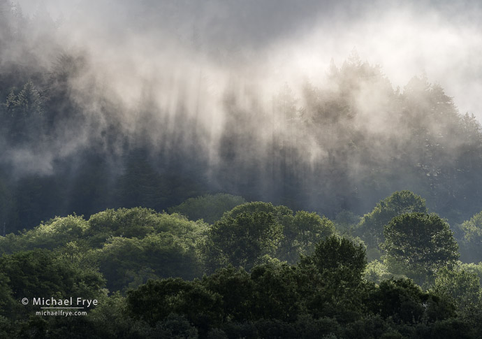 Trees, fog, and sunbeams, northern California, USA